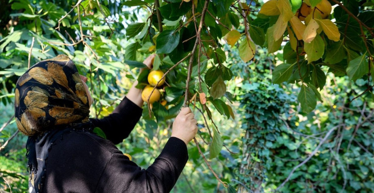 Sakarya'da Kadınlar Cennet Hurmasıyla Aile Ekonomisini Destekliyor