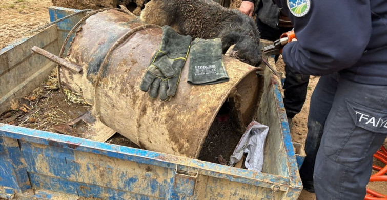 Sakarya'da Kafası Varile Sıkışan Köpek Kurtarıldı