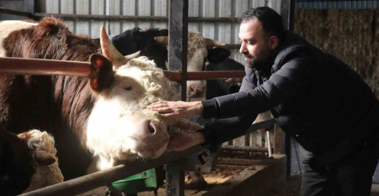 Sakarya'da Kurbanlık Alımında Erken Hareketlilik