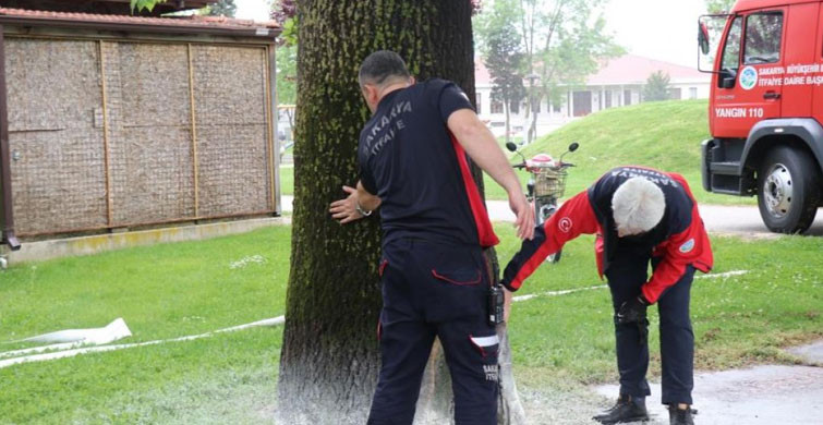 Sakarya'da Meydana Gelen Ağaç Yangını Yayılmadan Söndürüldü