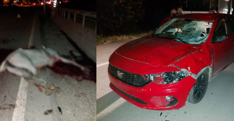 Sakarya'da Bir Otomobil Aniden Karşısına Çıkan Ata Çarptı