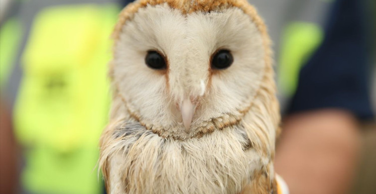 Sakarya'da Peçeli Baykuşun Kurtuluşu