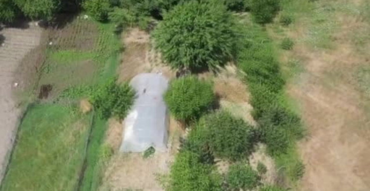 Sakarya'da serada gizlenen Hint kenevirleri dron destekli operasyonla yakalandı