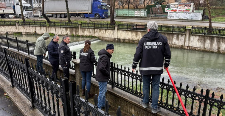 Sakarya'da Toplu Balık Ölümleri İnceleniyor