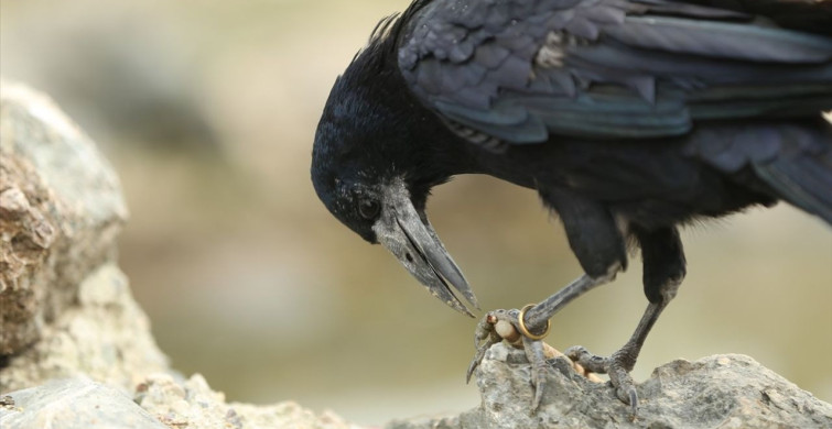 Sakarya'daki Gölya Tabiat Parkı'nda Evcilleşen Karga