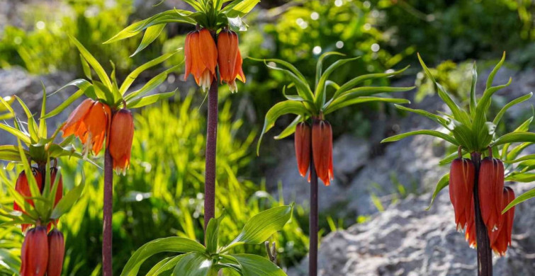 Sakız Dağı’nda Ters Laleler Bahar Güzelliği Sunuyor