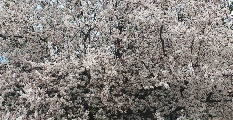 Saklıgöl'ün İlkbahar Güzellikleri