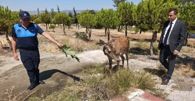 Salda Gölü'nde Görülen Geyik Cenneti Ziyaret Ediyor