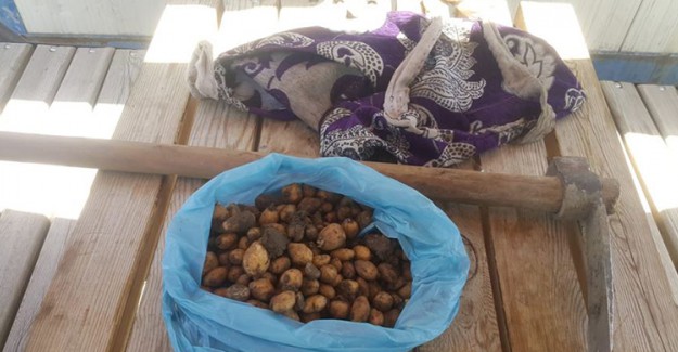 Salep Soğanı Toplayan Kişiye 60 bin 163 Lira Ceza