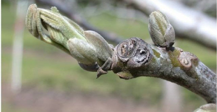 Salihli'de Ceviz Üreticilerine Antraknoz Uyarısı