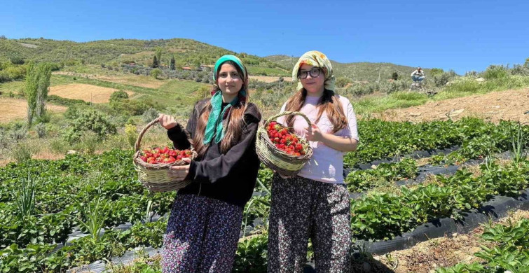 Salihli'de Gönüllü Gençler Çilek Hasadı Yaptı