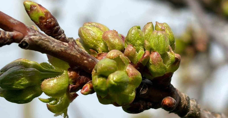 Salihli'de Kiraz ve Vişne Üreticileri için Monilya Uyarısı