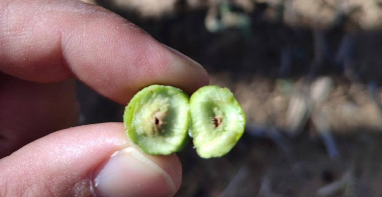 Salihli'de Zeytin Güvesi İle Mücadele Uyarısı