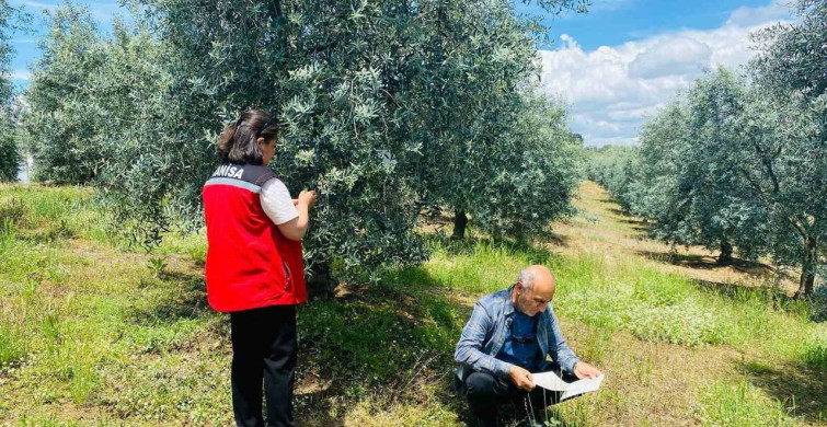 Salihli'de Zeytin Üreticilerine Halkalı Leke Uyarısı