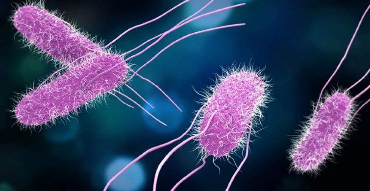 Salmonella, nasıl bulaşır, tedavisi nasıl yapılır? Salmonella ilgili bilmeniz gerekenler