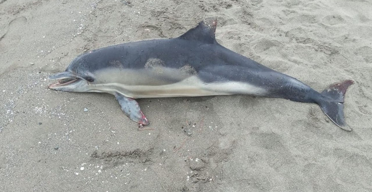 Samsun Atakum'da Sağlık Sorunu: Ölü Yunus Kıyıya Vurdu