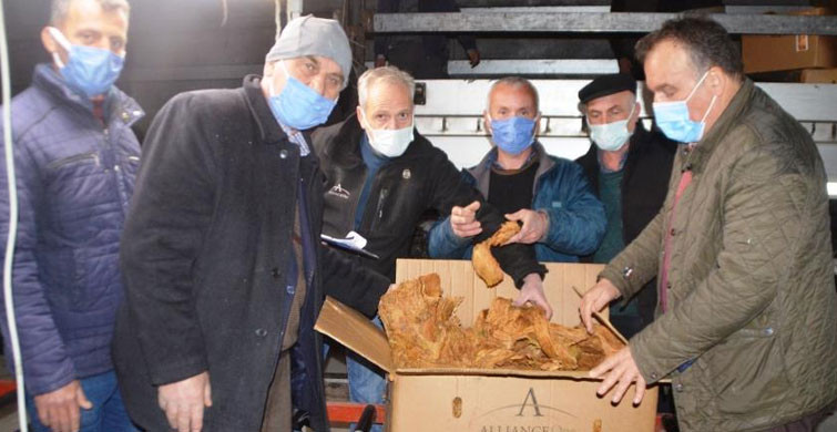 Samsun Bafra’da Tütün Alımlarına Başlandı