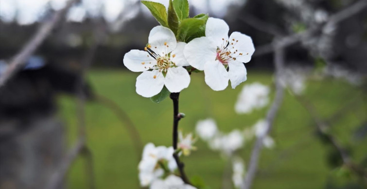Samsun Yakakent'te Erik Ağaçları Şubat'ta Çiçek Açtı