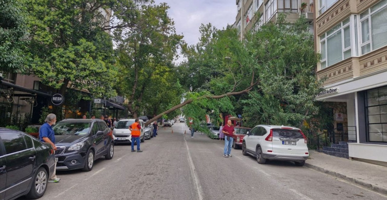 Samsun'da Ağaç Otomobile Devrildi