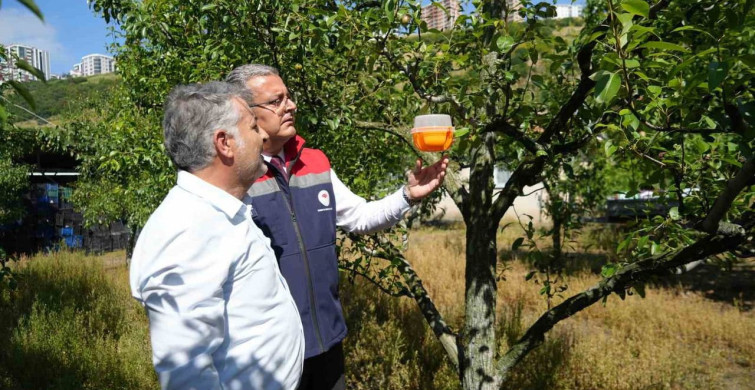 Samsun’da akdeniz meyve sineği ile biyoteknik mücadele projesi başlatıldı