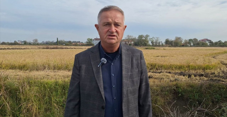 Samsun'da Çeltik Hasadı Tamamlanma Aşamasında