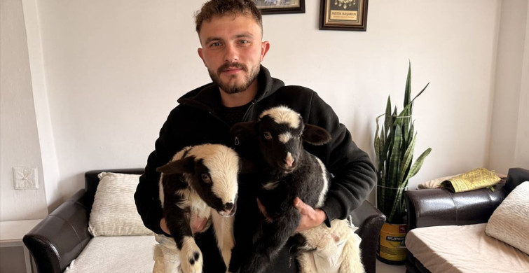 Samsun'da Çiftçinin Özenle Bakıp Büyüttüğü Kuzular