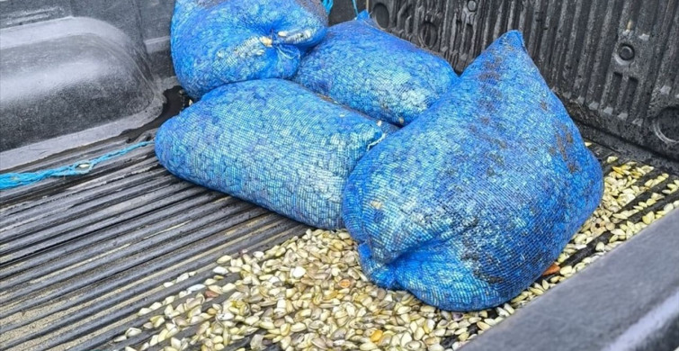 Samsun'da Ele Geçirilen 200 Kilogram Midye
