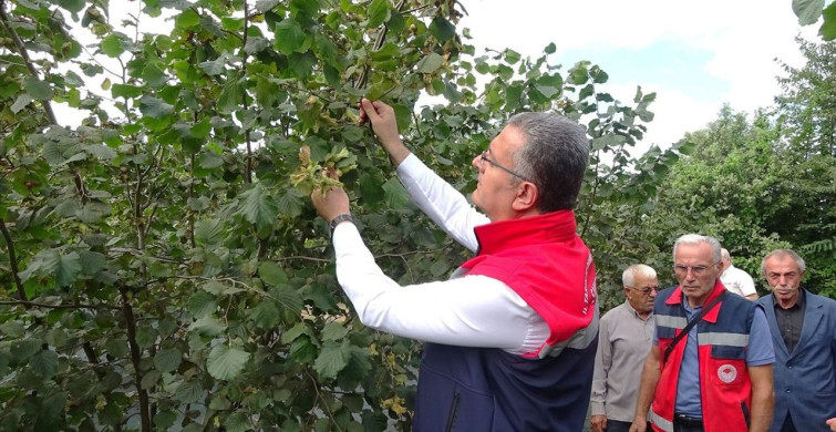Samsun'da Fındık Rekoltesi 91 Bin 500 Ton Bekleniyor