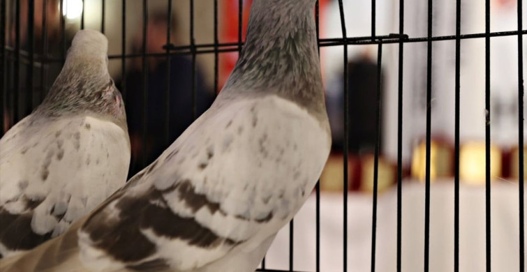 Samsun'da Güvercin Severlerin Buluşması