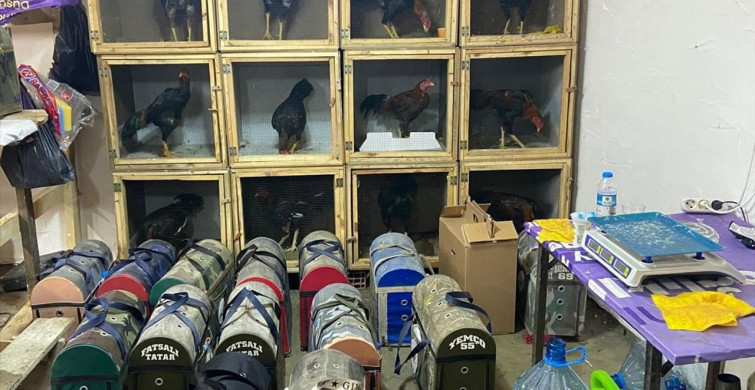 Samsun'da Horoz Dövüşüne Baskın: 91 Kişiye Cezai İşlem