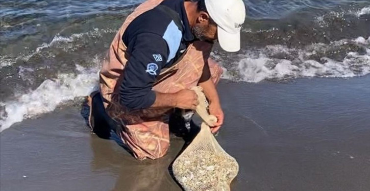 Samsun'da Kaçak Avcılık Operasyonu: 1 Ton Midye Ele Geçirildi