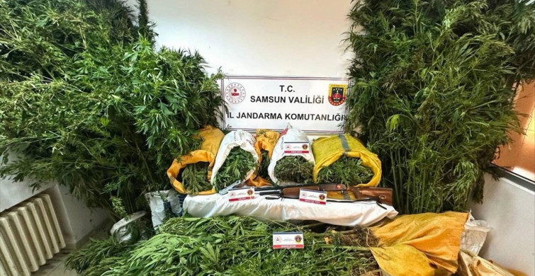 Samsun'da Kenevir Ekimi Yapan Baba-Oğul Tutuklandı