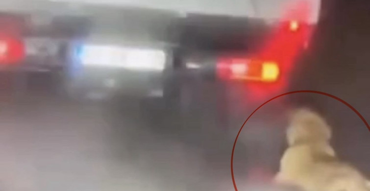 Samsun'da Köpeği Sürükleyen Şahıs Gözaltına Alındı