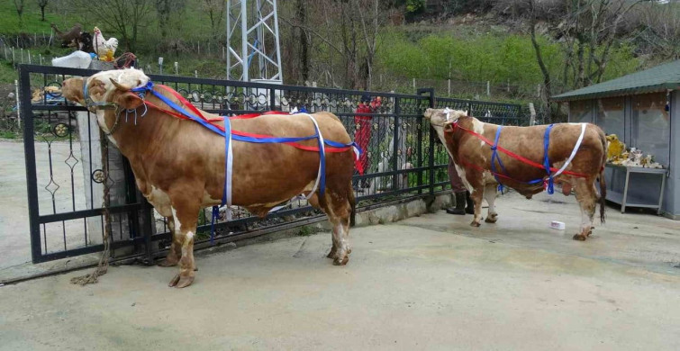 Samsun'da Kurbanlık Satışları Başladı