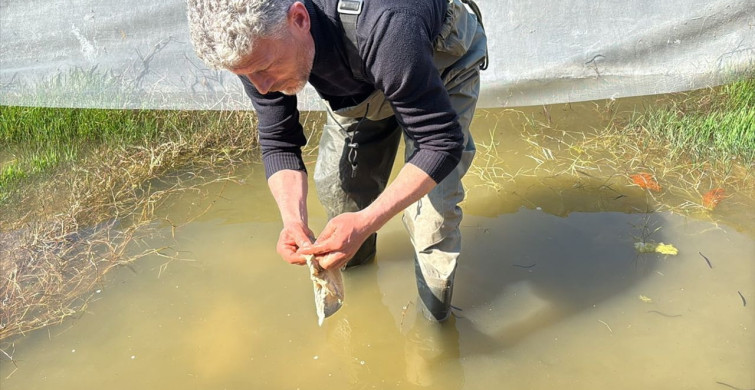 Samsun'da Tıbbi Sülük Avcıları Soğuk Suya Dalıyor