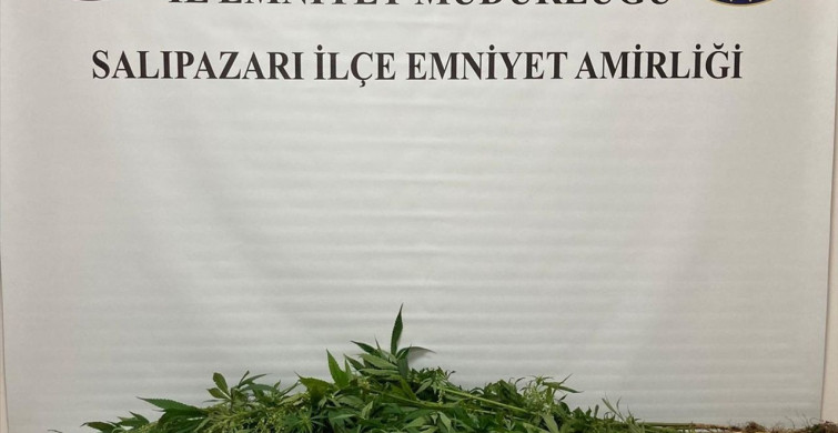 Samsun'da Uyuşturucu Operasyonu: 75 Kök Hint Keneviri Ele Geçirildi