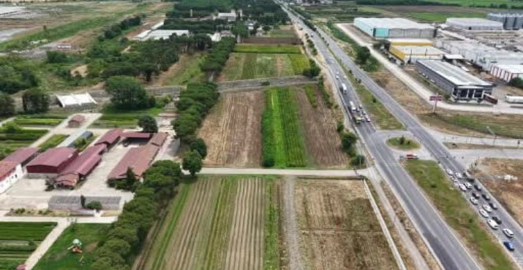 Samsun’dan ‘yeşil vatan’a yılda 3 milyon fidan