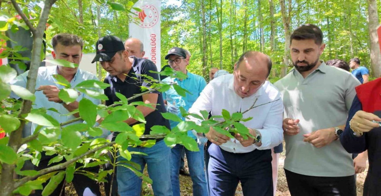 Samuray arıları kahverengi kokarca ile mücadelede doğaya salındı