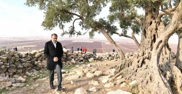 Şanlıurfa’da 1314 yıllık zeytin ağacının çevre düzenlemesi yapılıyor