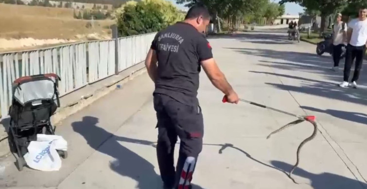 Şanlıurfa’da bebek arabasına ağaçtan yılan düştü