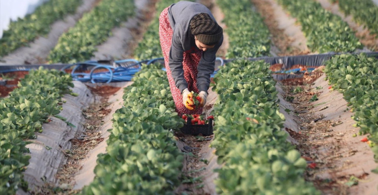 Şanlıurfa'da Çilek Yetiştiriciliği: 60 Dekar Üretim alanıyla Başarı Hikayesi