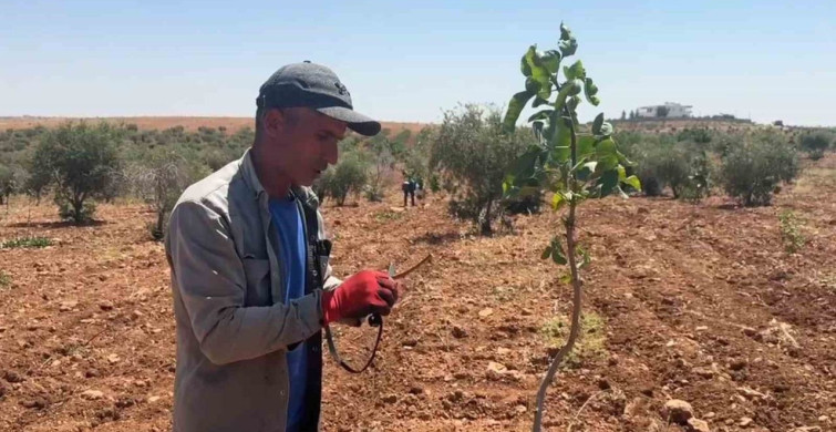 Şanlıurfa'da fıstık aşılama dönemi başladı