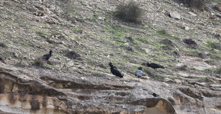 Şanlıurfa'da Kelaynaklar Doğaya Salındı