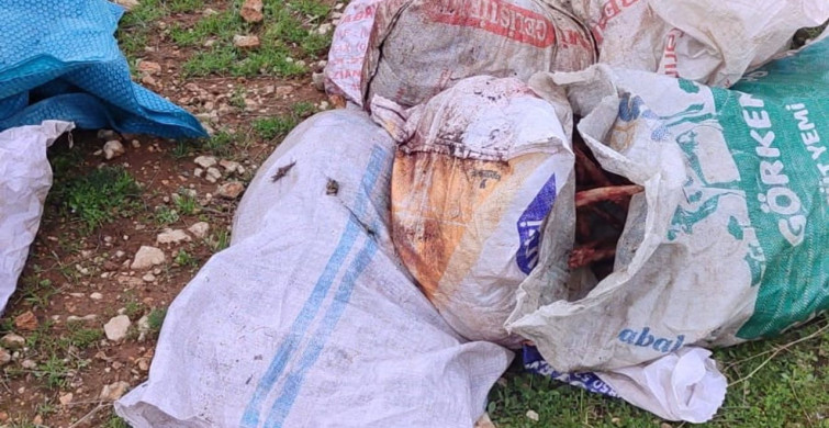 Şanlıurfa'da Kesilmiş At Kafası Bulundu