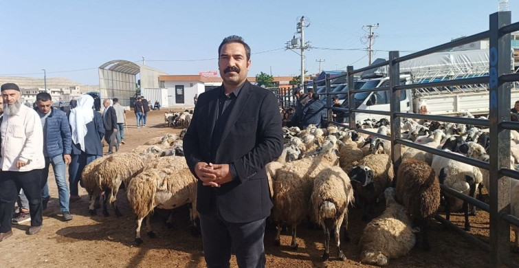 Şanlıurfa'da Kurbanlık Rekabeti Kızıştı