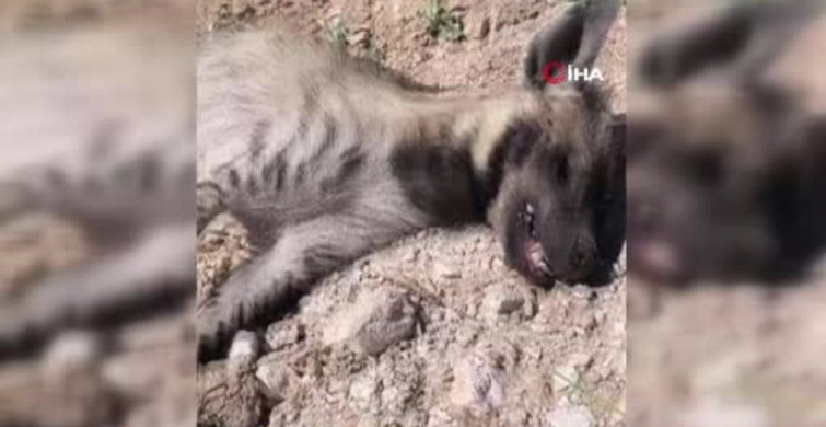 Şanlıurfa'da nesli tehdit altındaki çizgili sırtlan ölü bulundu