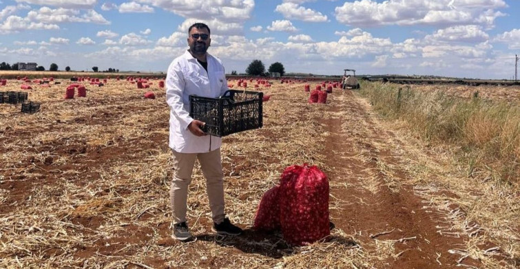 Şanlıurfa’da sarımsak hasadı devam ediyor