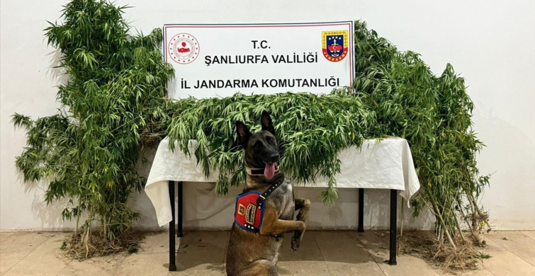 Şanlıurfa'da Uyuşturucu Operasyonu: 12 Gözaltı