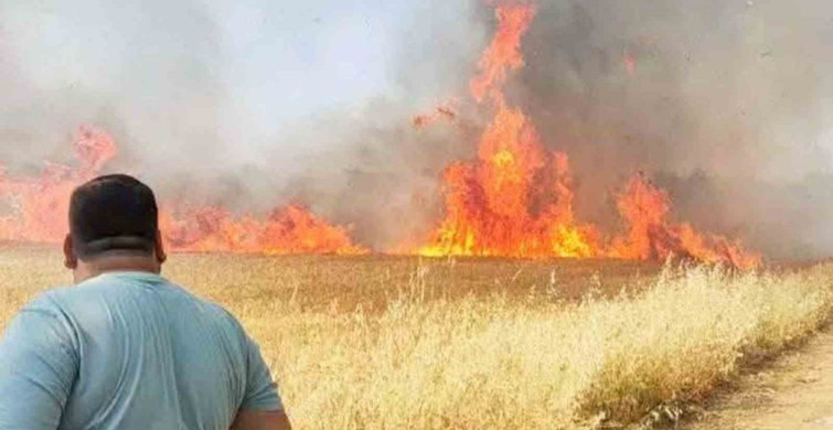 Şanlıurfa'nın Harran ilçesinde buğday tarlasında yangın çıktı