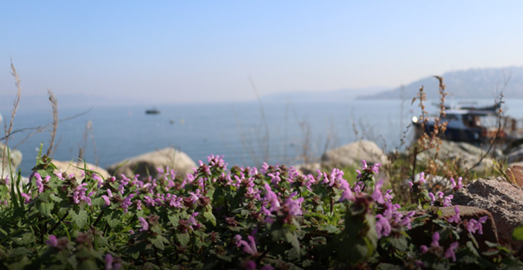 Sapanca’nın Bitki Hafızası Bilimle Korunuyor: 112 Tür Belgelendi